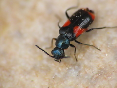 Anthocomus