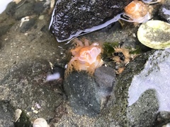 Eupentacta pseudoquinquesemita