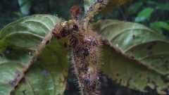 Cordia nodosa
