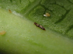 Thripoidea