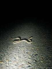 Leptodeira rhombifera