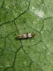 Parthenothrips dracaenae