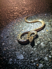 Leptodeira rhombifera