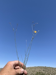 Linum berlandieri filifolium