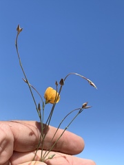 Linum berlandieri filifolium