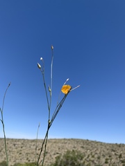 Linum berlandieri filifolium