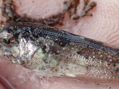 Hemilepidotus spinosus