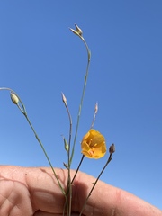 Linum berlandieri filifolium