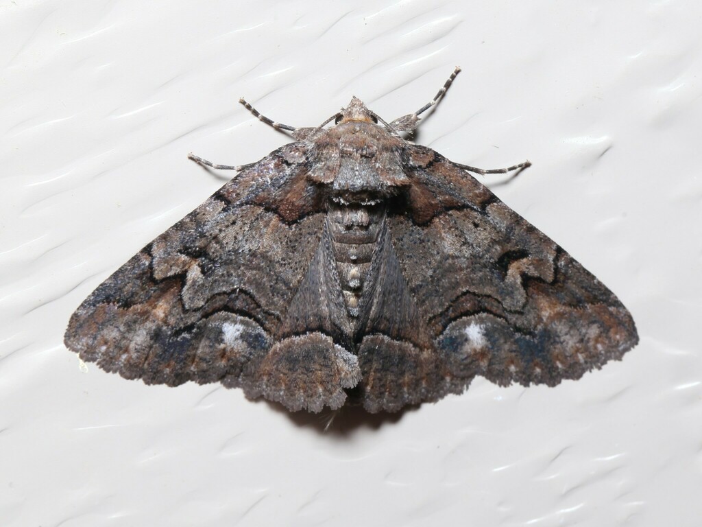 Grey Spring Gray Spring Zale Moth from Fitzgerald Rd, Burdett, NY 14818, USA on May ...