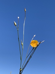 Linum berlandieri filifolium