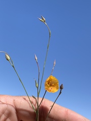Linum berlandieri filifolium