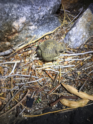 iNaturalist observation photo of Red-spotted Toad