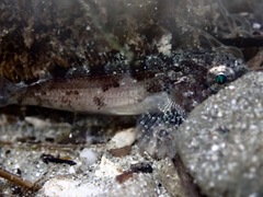 Hemilepidotus spinosus