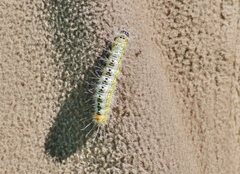 Acronicta tota