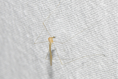 Dicranomyia brevirama