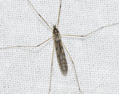 Dicranomyia flagellifer