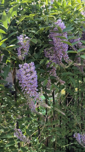 Wisteria frutescens