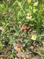 Trifolium reflexum