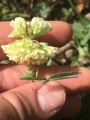 Trifolium reflexum