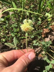 Trifolium reflexum