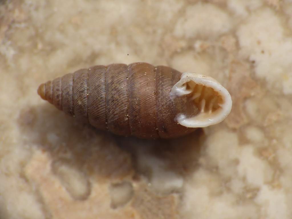 Granaria frumentum frumentum
