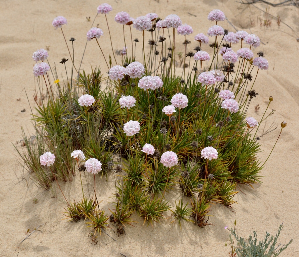 Flor de la pasión