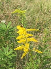 Solidago shortii