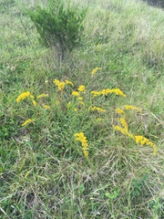 Solidago shortii