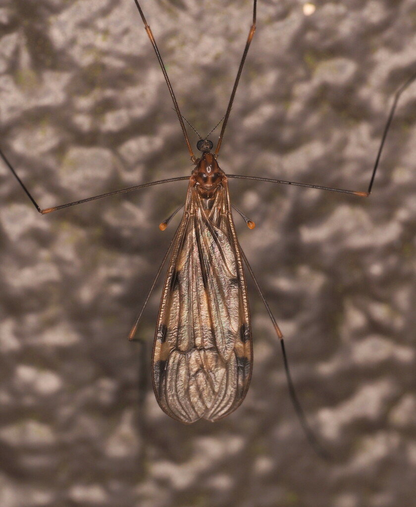 Limonia maculicosta