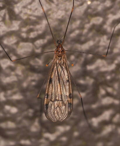 Limonia maculicosta