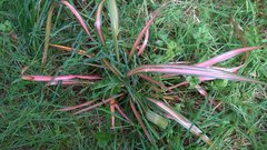 Phormium
