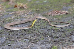 Dendrophidion percarinatum