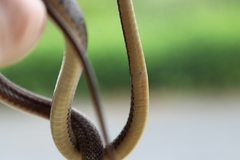 Dendrophidion percarinatum