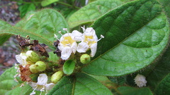Cordia nodosa