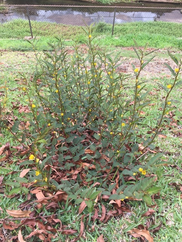Chamaecrista nictitans var. glabrata