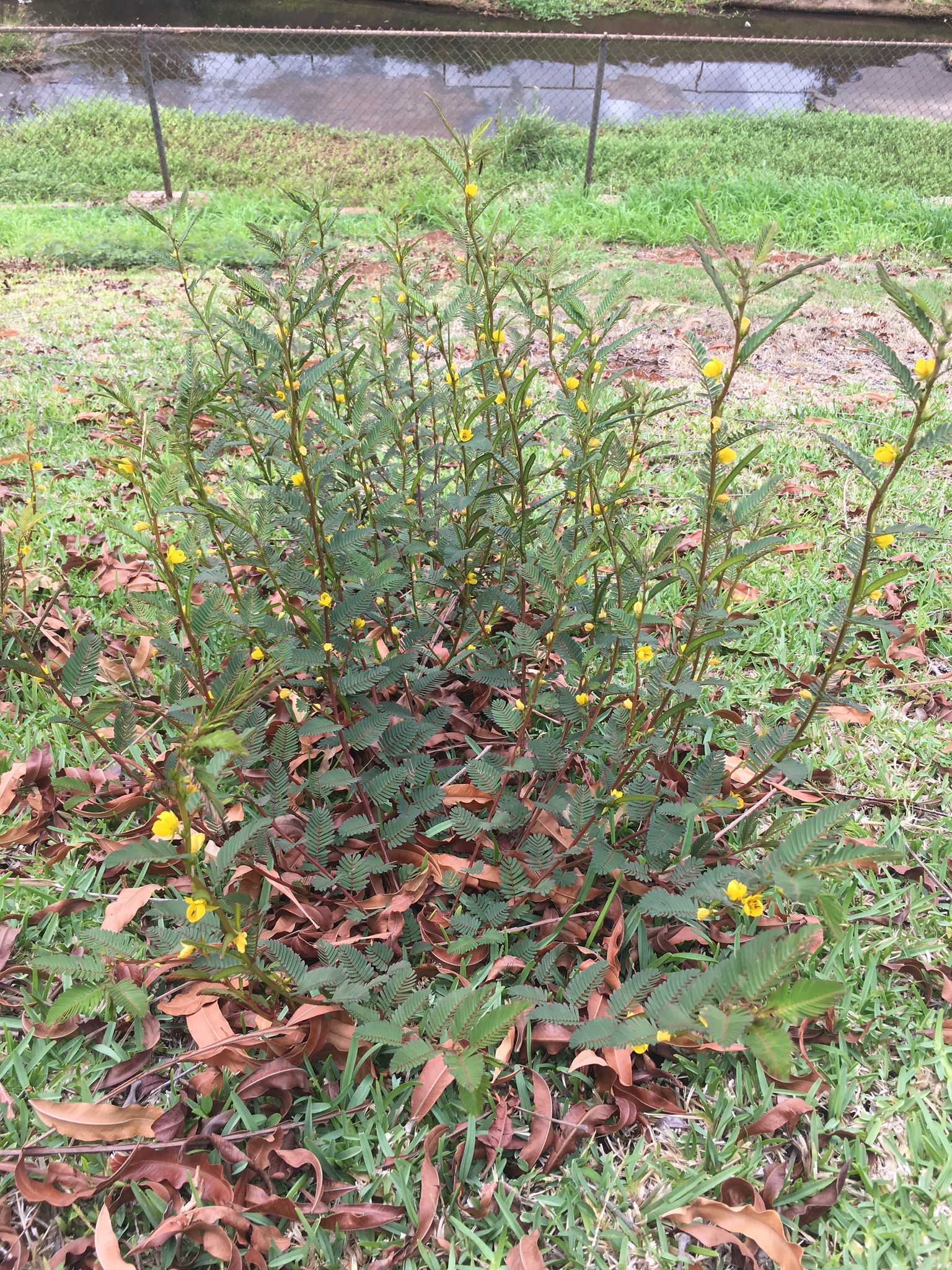 Chamaecrista nictitans var. glabrata