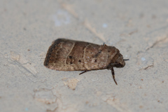 Elaphria fuscimacula