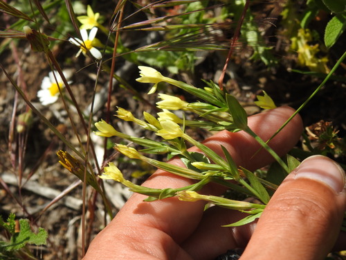 Image of Centaurium maritimum by (c) Duarte Frade, some rights reserved (CC BY)