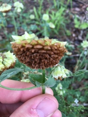 Trifolium reflexum