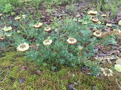 Trifolium reflexum