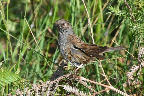 Acentor común (Prunella modularis)