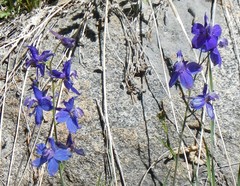 Delphinium gracilentum