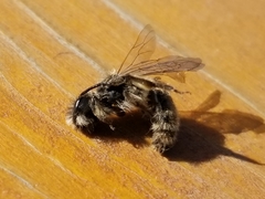 Andrena frigida