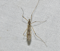 Atarba