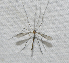 Stibadocerodes zherikhini