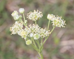 Hymenopappus artemisiifolius