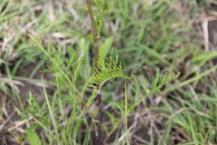 Hymenopappus artemisiifolius