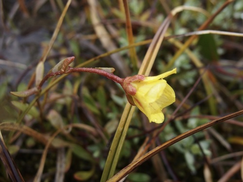 Image of Saxifraga hirculus by (c) Sue Carnahan, some rights reserved (CC BY)