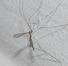 Stibadocerodes zherikhini