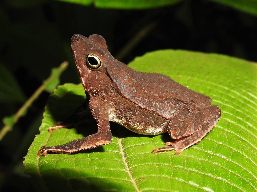 Bishop's Toad